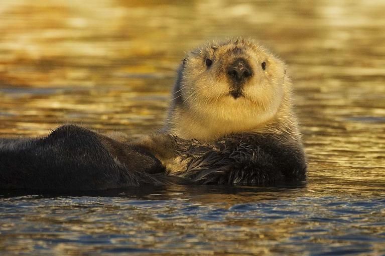 Otter, Alaska